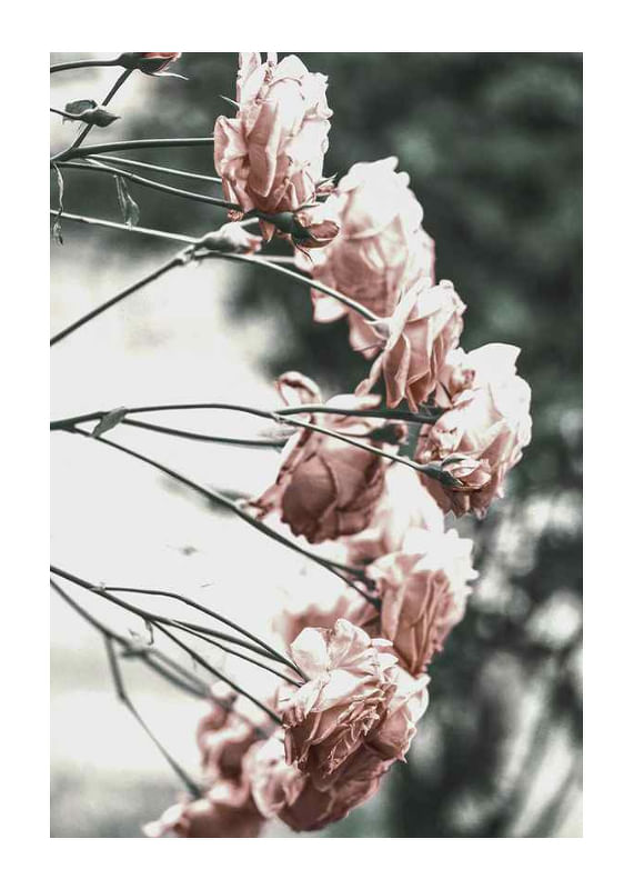 Rose Bush-12
