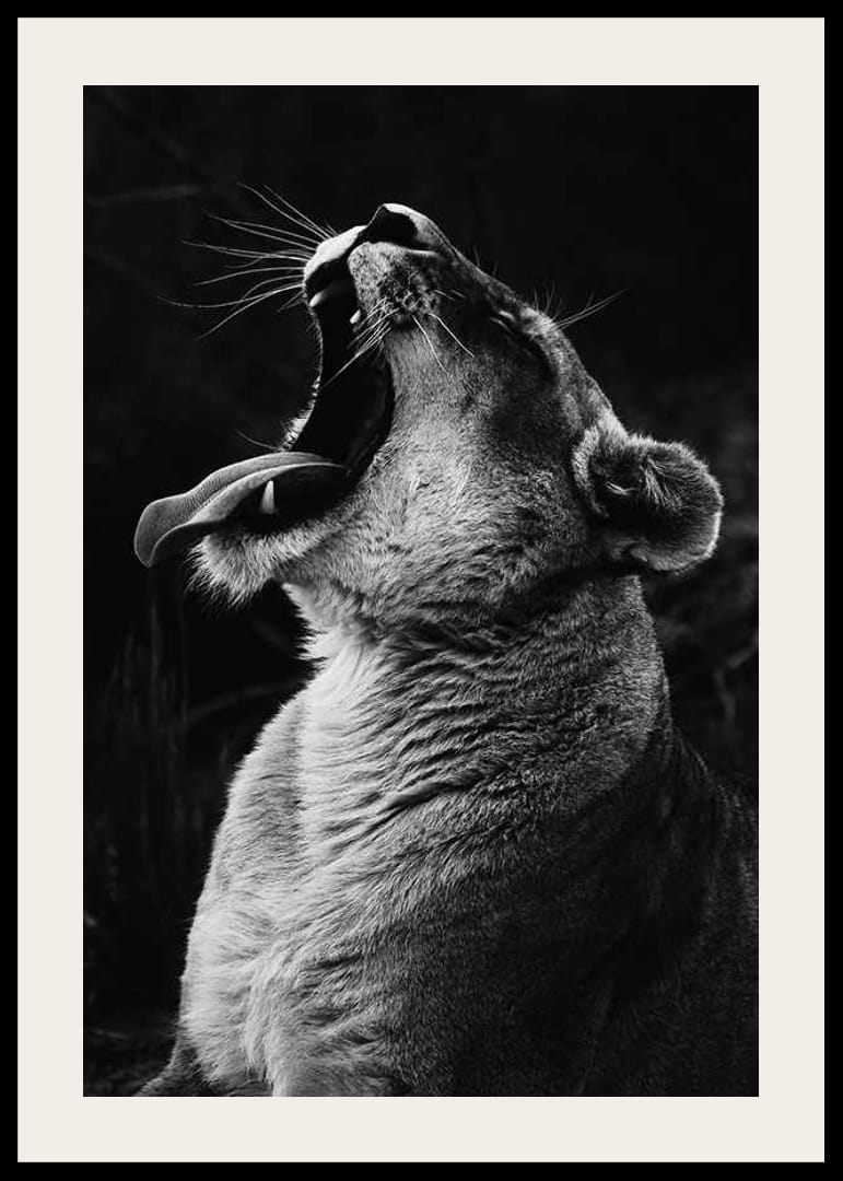 Zwart-wit close-up van een leeuwin die gaapt met open mond-12