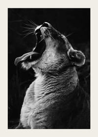 Zwart-wit close-up van een leeuwin die gaapt met open mond-3