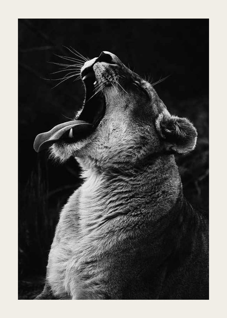 Zwart-wit close-up van een leeuwin die gaapt met open mond-12