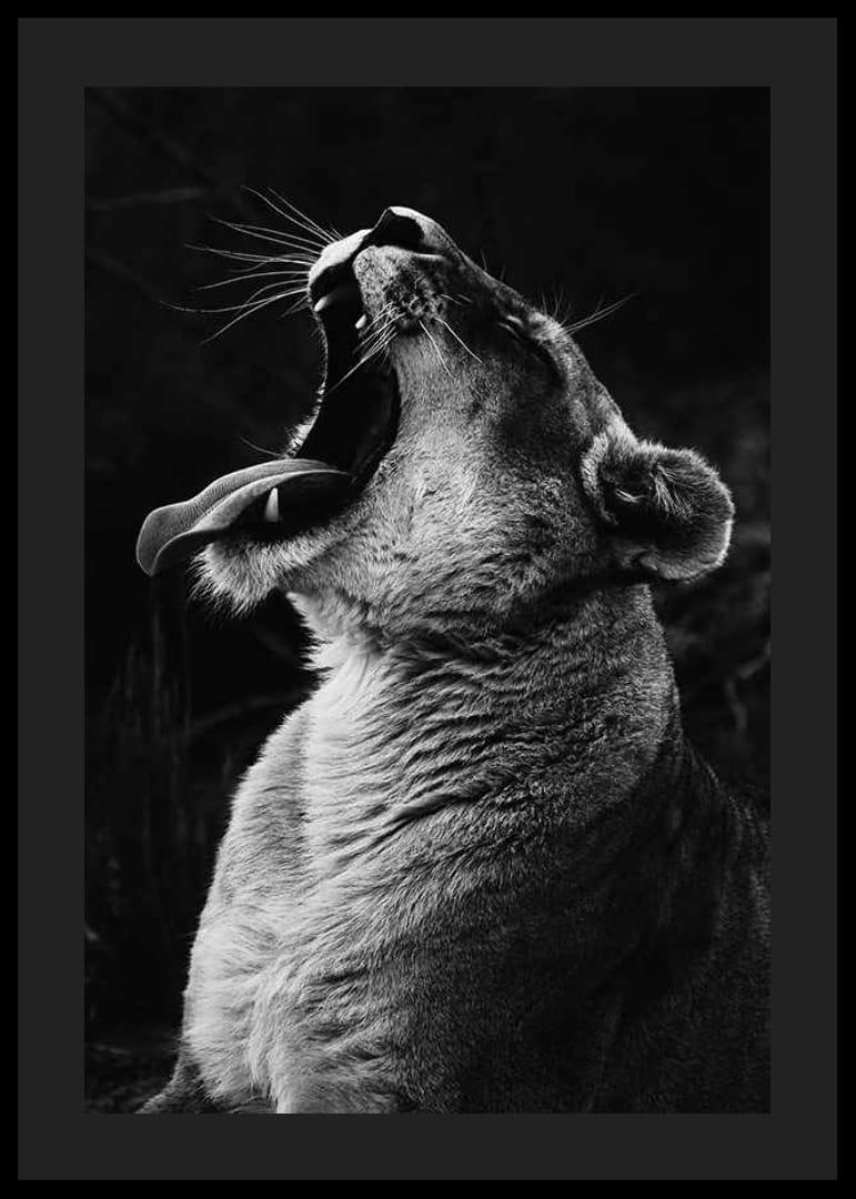 Zwart-wit close-up van een leeuwin die gaapt met open mond-12