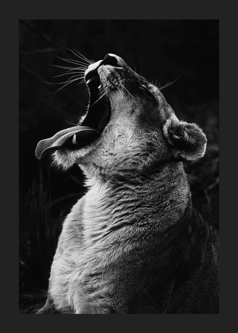 Zwart-wit close-up van een leeuwin die gaapt met open mond-12