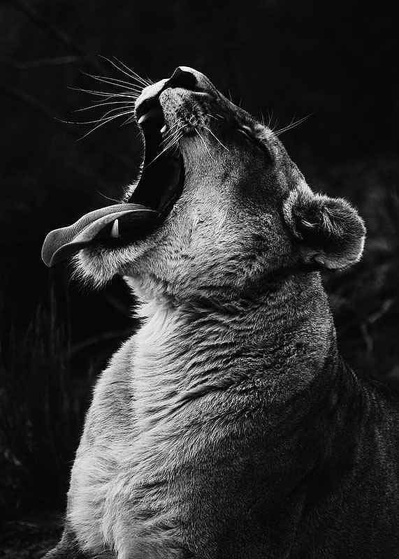 Yawning Lion-12