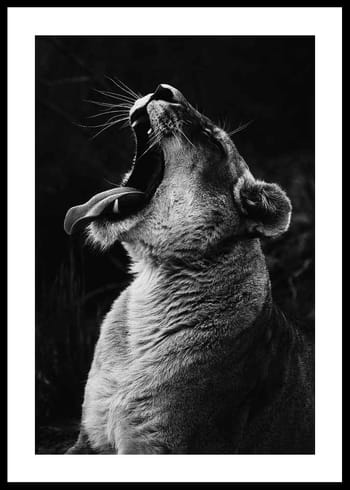 Plakat Yawning Lion