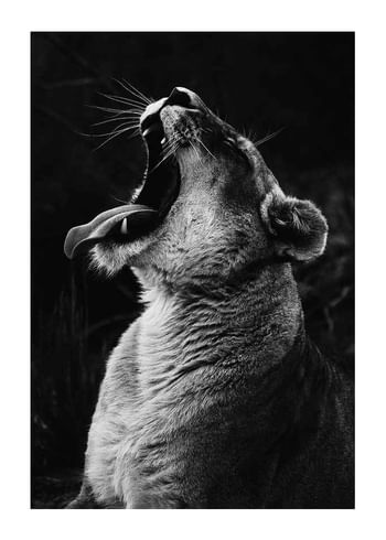 Plakatas Yawning Lion