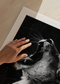 Yawning Lion-5