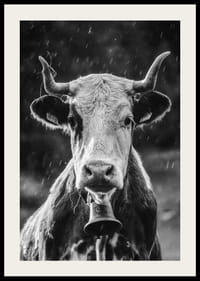 Retrato en blanco y negro de una vaca con cascabel y gotas de lluvia.-2