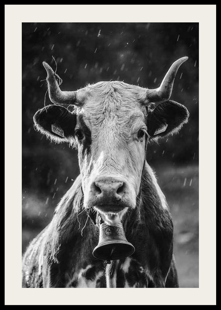 Retrato en blanco y negro de una vaca con cascabel y gotas de lluvia.-12