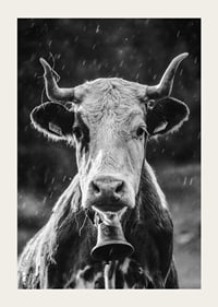 Black and white portrait of cow with bell and raindrops-3