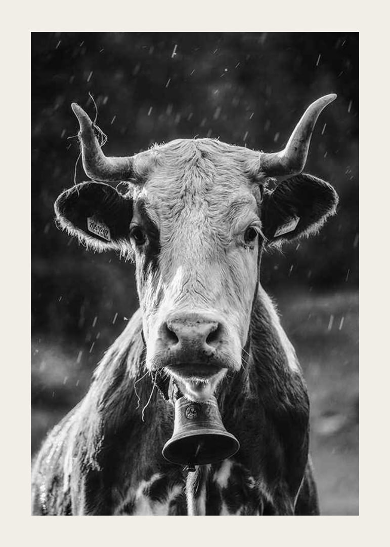 Black and white portrait of cow with bell and raindrops-12