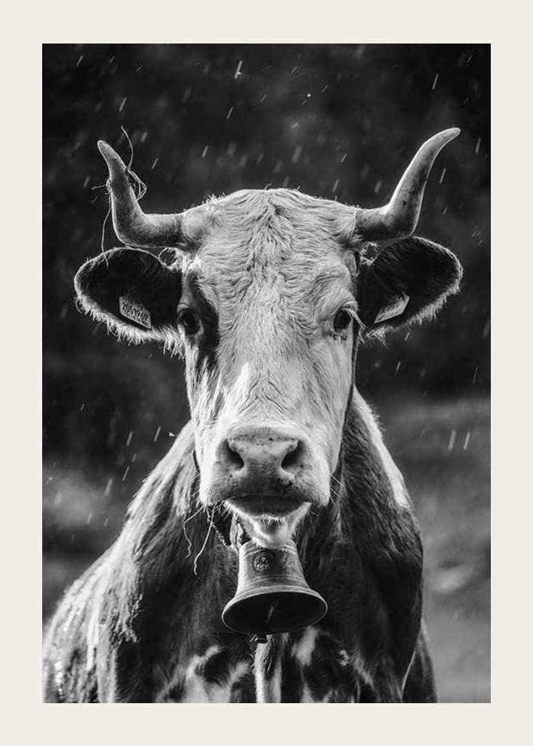 Retrato en blanco y negro de una vaca con cascabel y gotas de lluvia.-12