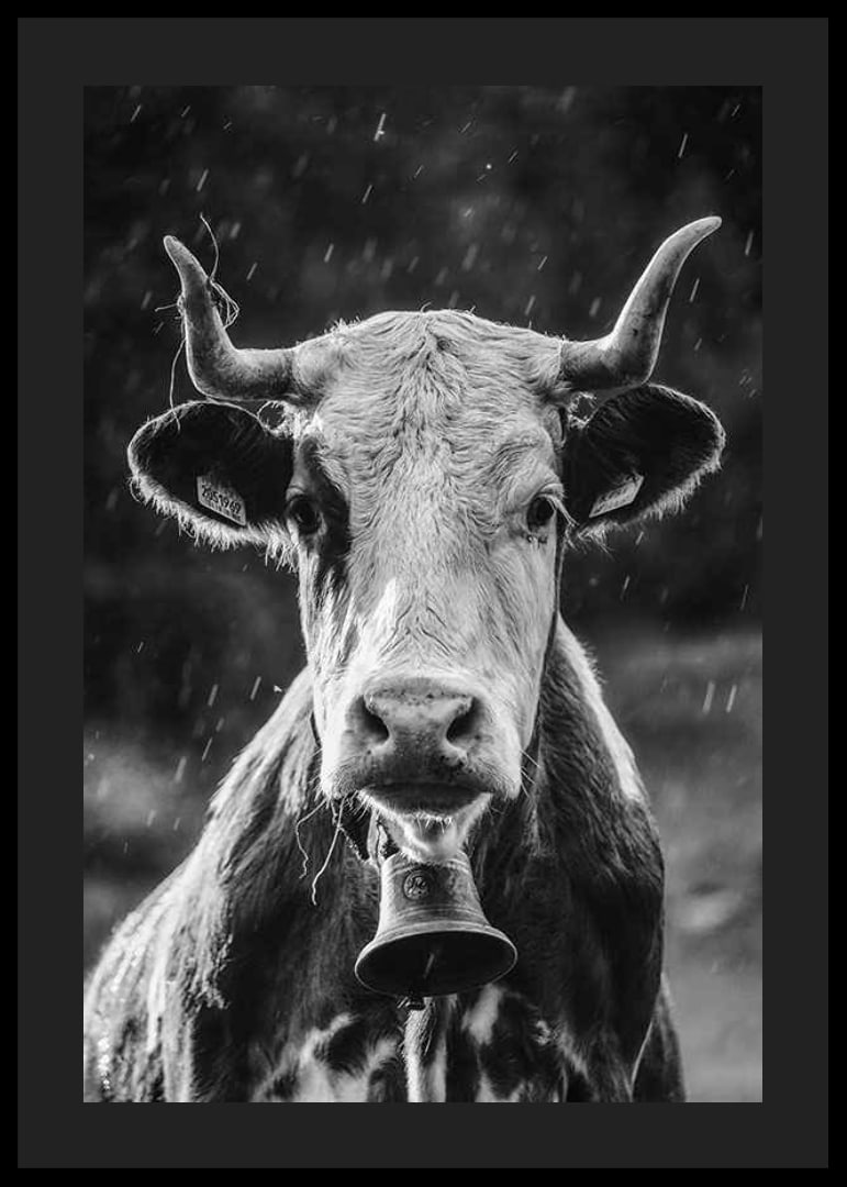 Black and white portrait of cow with bell and raindrops-12