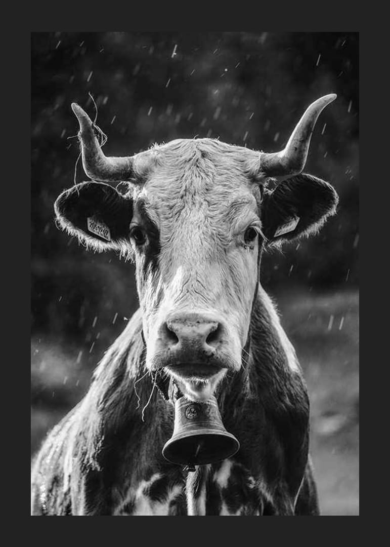 Retrato en blanco y negro de una vaca con cascabel y gotas de lluvia.-12