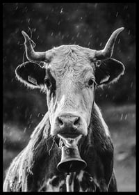 Black and white portrait of cow with bell and raindrops-6