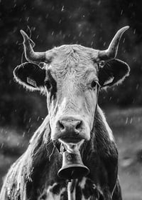 Black and white portrait of cow with bell and raindrops-7