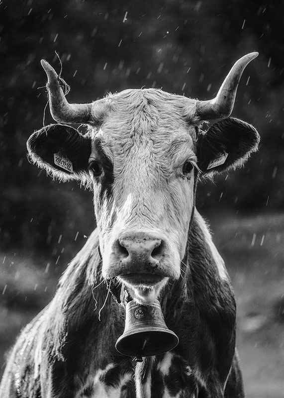 Black and white portrait of cow with bell and raindrops-12