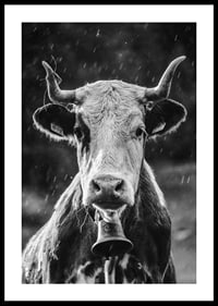 Black and white portrait of cow with bell and raindrops-0
