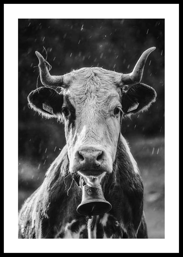 Black and white portrait of cow with bell and raindrops-12