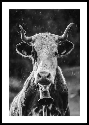Poster Cow With Bell
