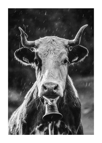 Poster Cow With Bell
