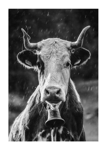 Poster Cow With Bell