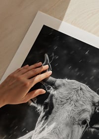 Black and white portrait of cow with bell and raindrops-9