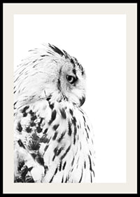 Black and white close-up of snowy owl with distinctive feather pattern-2
