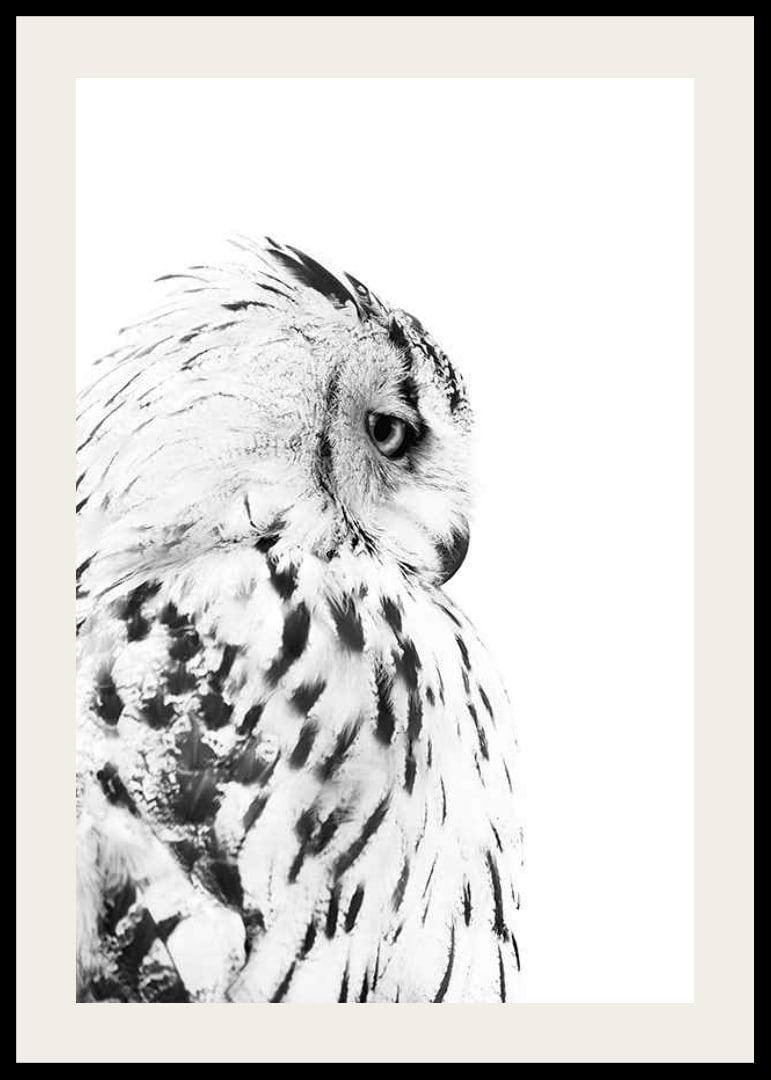 Black and white close-up of snowy owl with distinctive feather pattern-12