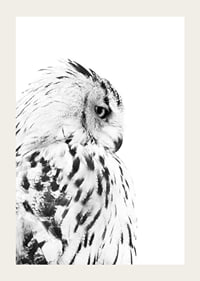 Black and white close-up of snowy owl with distinctive feather pattern-3