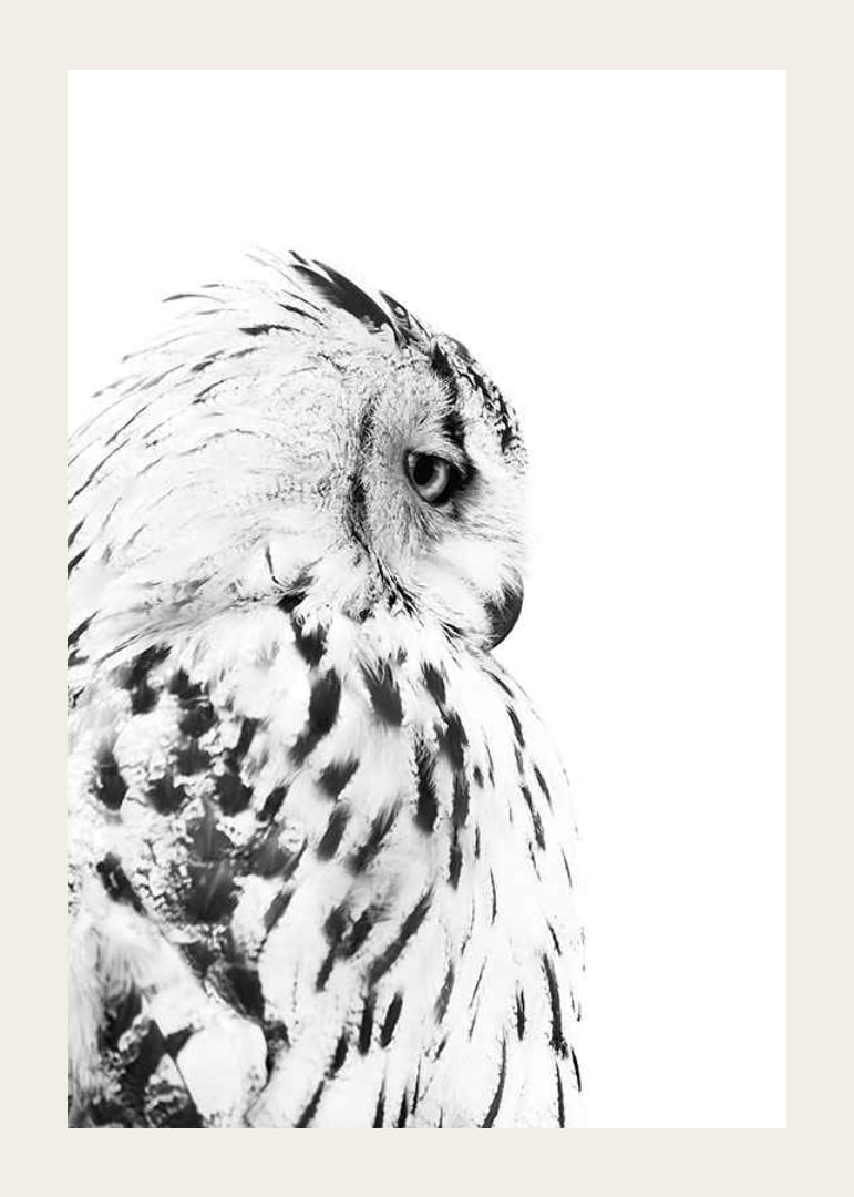 Black and white close-up of snowy owl with distinctive feather pattern-12