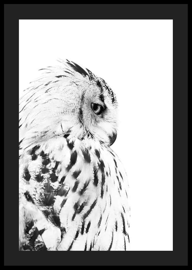 Svartvit närbild av snöuggla med markant fjäderteckning-12