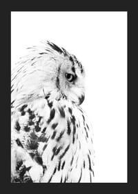 Svartvit närbild av snöuggla med markant fjäderteckning-5