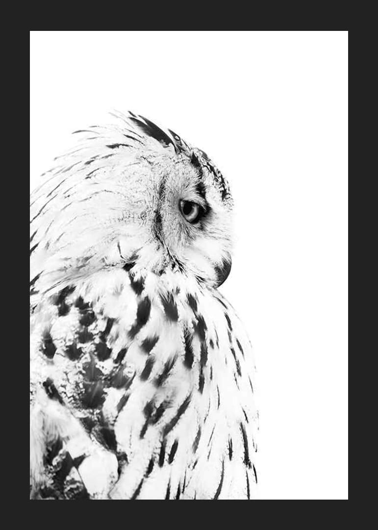 Svartvit närbild av snöuggla med markant fjäderteckning-12