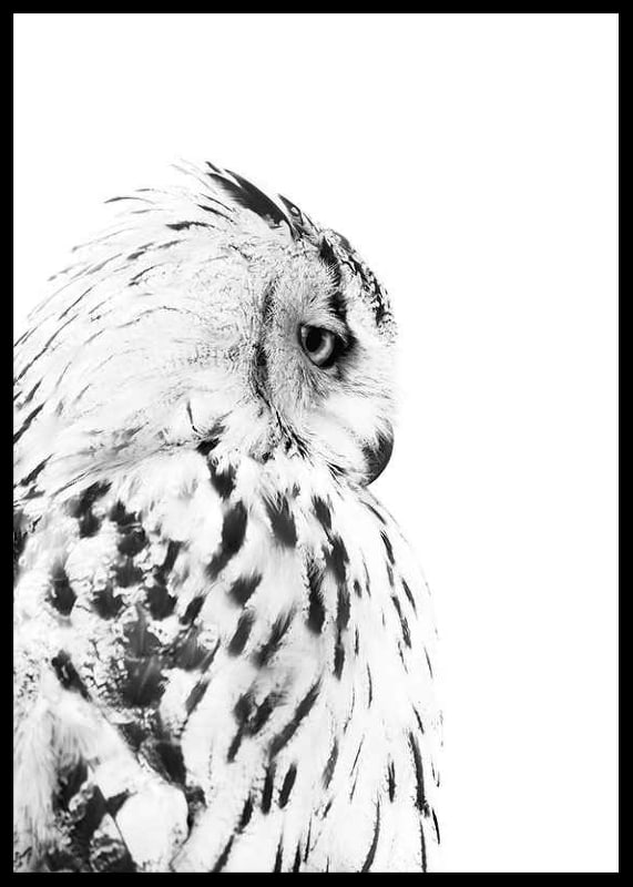 Black and white close-up of snowy owl with distinctive feather pattern-12
