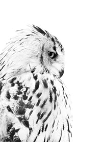 Black and white close-up of snowy owl with distinctive feather pattern-7