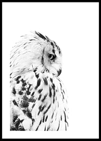 Black and white close-up of snowy owl with distinctive feather pattern-0