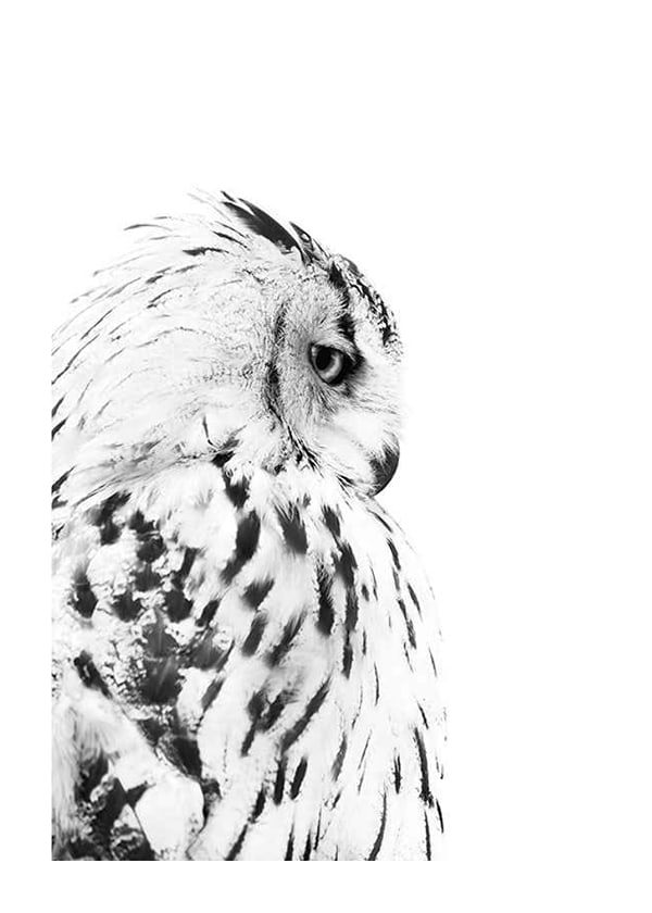 Póster Snow Owl