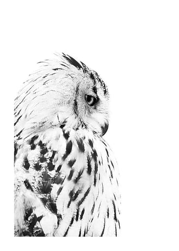 Poster Snow Owl