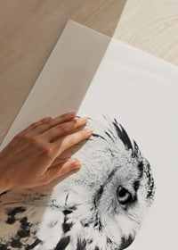 Black and white close-up of snowy owl with distinctive feather pattern-9
