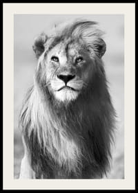 Mustavalkoinen valokuva urosleijonasta edestä päin lähikuvassa-2
