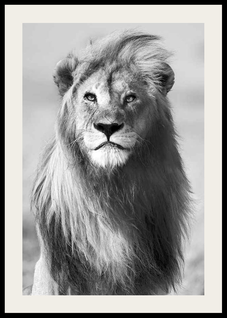 Mustavalkoinen valokuva urosleijonasta edestä päin lähikuvassa-12
