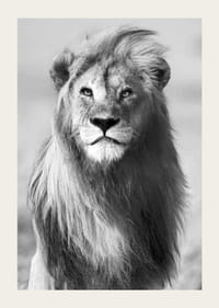 Mustavalkoinen valokuva urosleijonasta edestä päin lähikuvassa-3