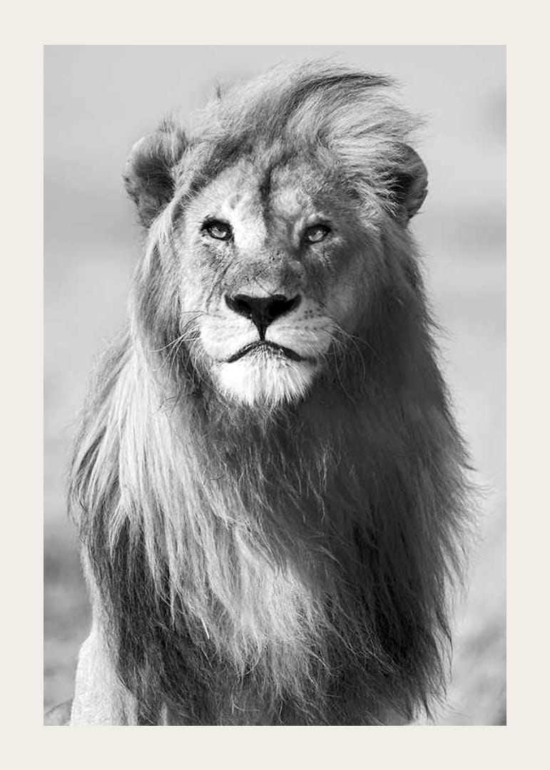 Mustavalkoinen valokuva urosleijonasta edestä päin lähikuvassa-12
