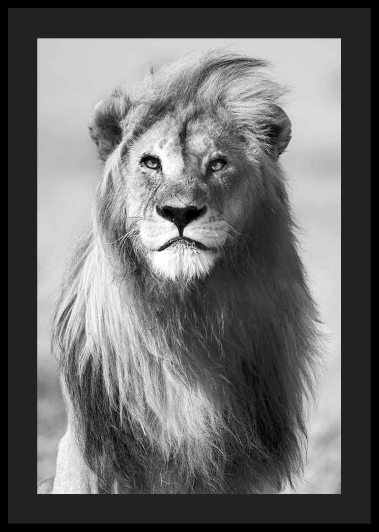 Mustavalkoinen valokuva urosleijonasta edestä päin lähikuvassa-12