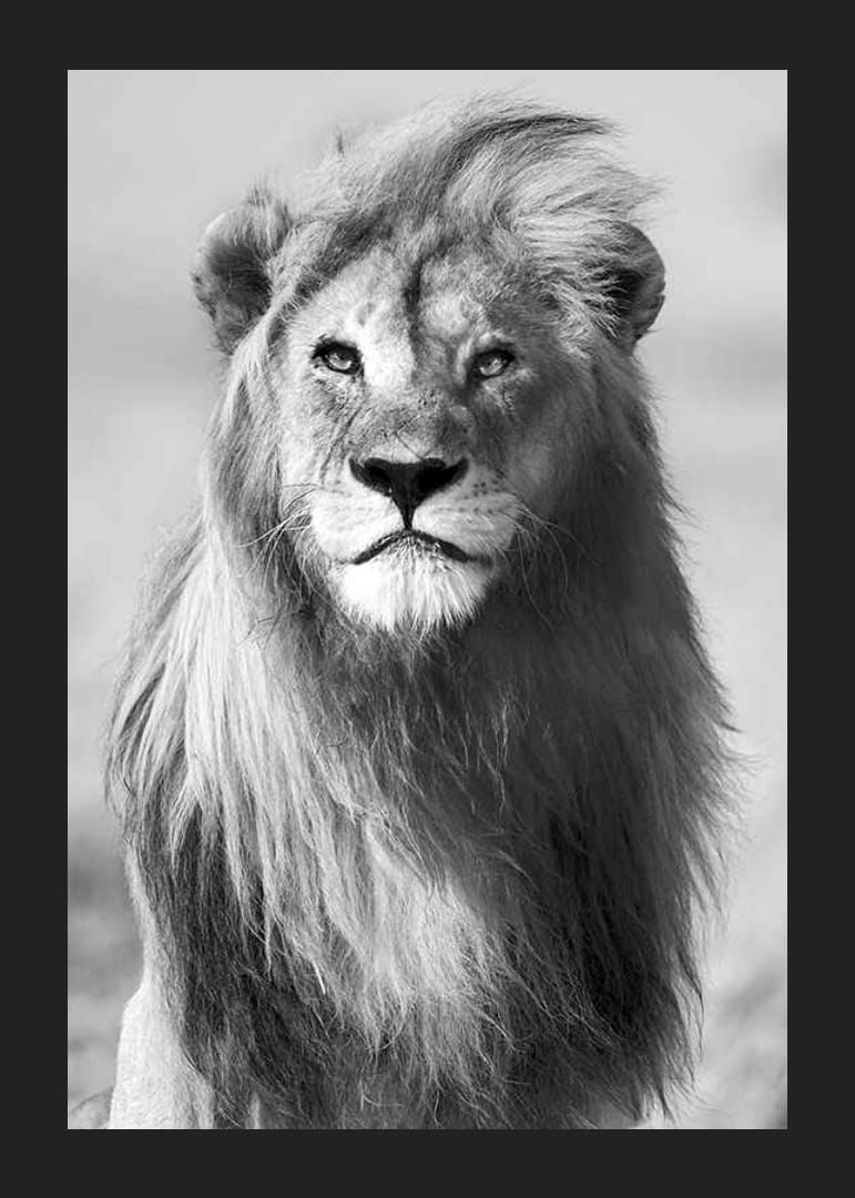 Mustavalkoinen valokuva urosleijonasta edestä päin lähikuvassa-12