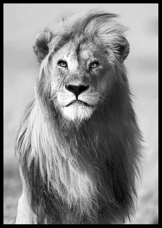 Majestic Lion-12