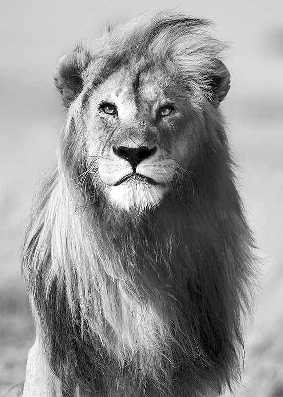 Majestic Lion-12