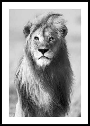 Poster Majestic Lion