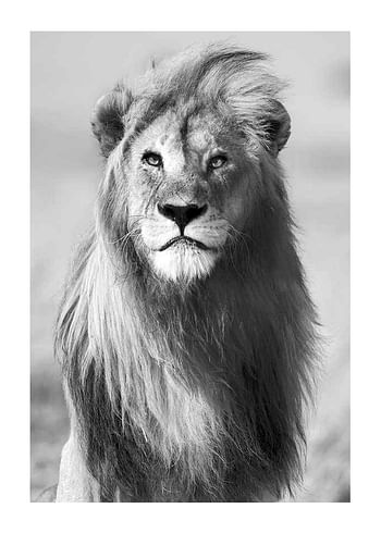 Poster Majestic Lion