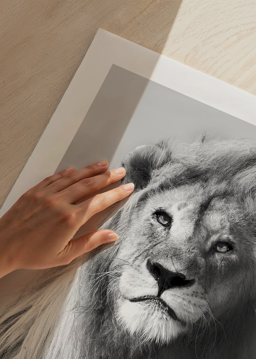 Svartvitt fotografi av lejonhane i närbild framifrån-12